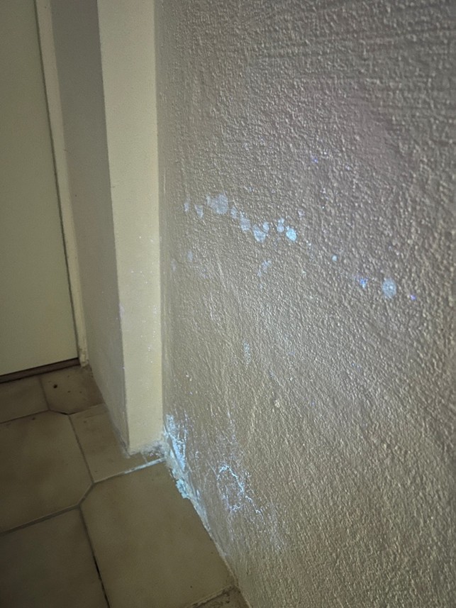 Gleiche Wand unter UV-Licht – Schimmelpilz und Feuchtenester leuchten auf